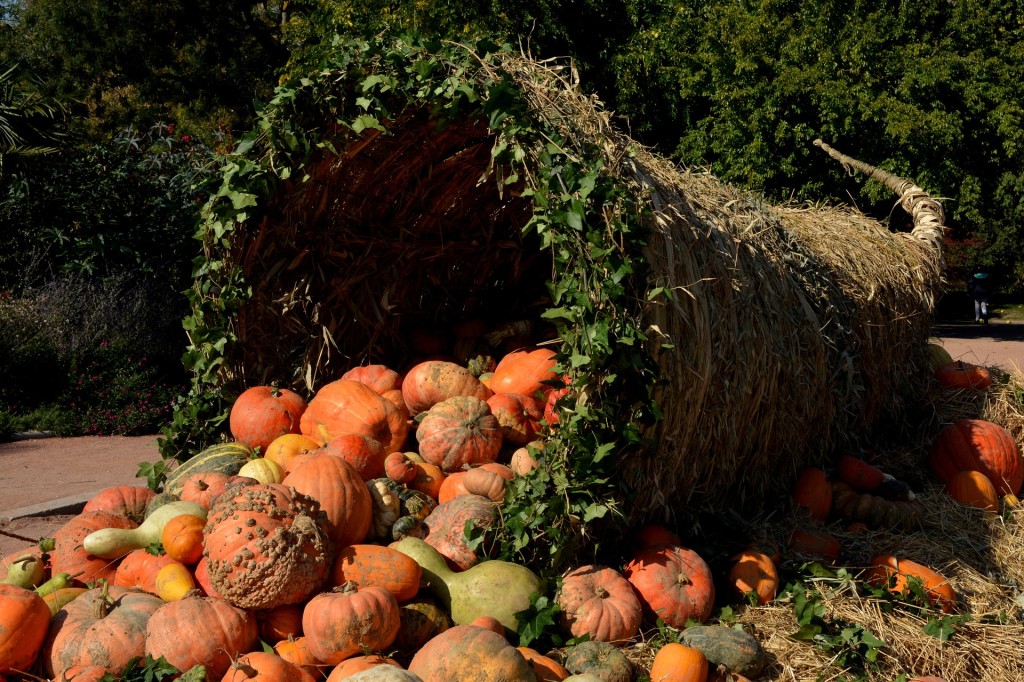 pumpkins-1004417_1920