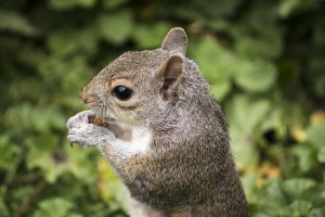 squirrel-782618_1280